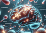 Testosterona y efectos sobre la memoria